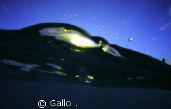 The "SEA" and the "man" by Gallo . 